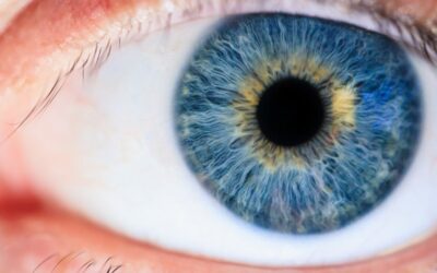 Macular Degeneration