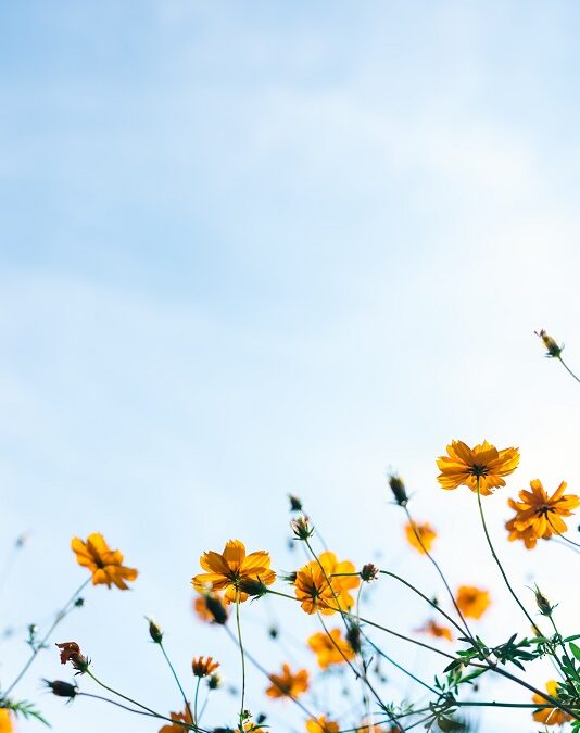 Vision Health in May